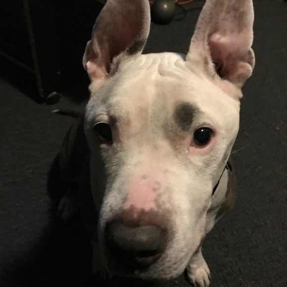 Posher, Lisa. RAISING FUNDS FOR MY DOGS SURGERY. - Picture 1 of 1